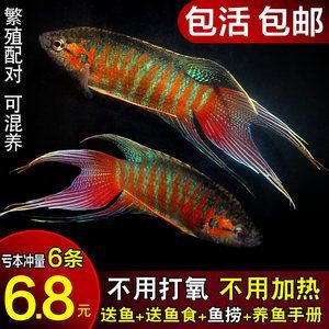 觀賞魚什么魚最好養不打氧不加溫可以混養（如何選擇觀賞魚？） 觀賞魚什么魚最好養不打氧不加溫可以混養（如何選擇觀賞魚？） 觀賞魚百科 第4張