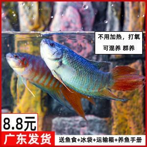 觀賞魚什么魚最好養不打氧不加溫可以混養（如何選擇觀賞魚？） 觀賞魚什么魚最好養不打氧不加溫可以混養（如何選擇觀賞魚？） 觀賞魚百科 第3張
