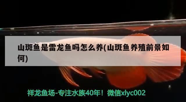 山斑魚(yú)是雷龍魚(yú)嗎怎么養(yǎng)(山斑魚(yú)養(yǎng)殖前景如何)（山斑魚(yú)是雷龍魚(yú)嗎） 山斑魚(yú)是雷龍魚(yú)嗎怎么養(yǎng)(山斑魚(yú)養(yǎng)殖前景如何)（山斑魚(yú)是雷龍魚(yú)嗎） 觀賞魚(yú)百科
