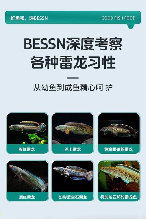 如何選擇適合雷龍魚的增色飼料(雷龍魚喂養(yǎng)全攻略) 龍魚百科 第2張 如何選擇適合雷龍魚的增色飼料(雷龍魚喂養(yǎng)全攻略) 如何選擇適合雷龍魚的增色飼料(雷龍魚喂養(yǎng)全攻略) 龍魚百科 第2張