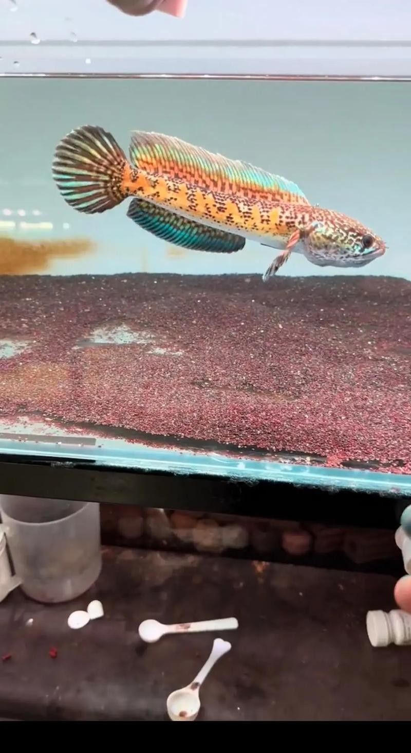 如何選擇適合雷龍魚的增色飼料(雷龍魚喂養(yǎng)全攻略) 龍魚百科 第1張 如何選擇適合雷龍魚的增色飼料(雷龍魚喂養(yǎng)全攻略) 如何選擇適合雷龍魚的增色飼料(雷龍魚喂養(yǎng)全攻略) 龍魚百科 第1張
