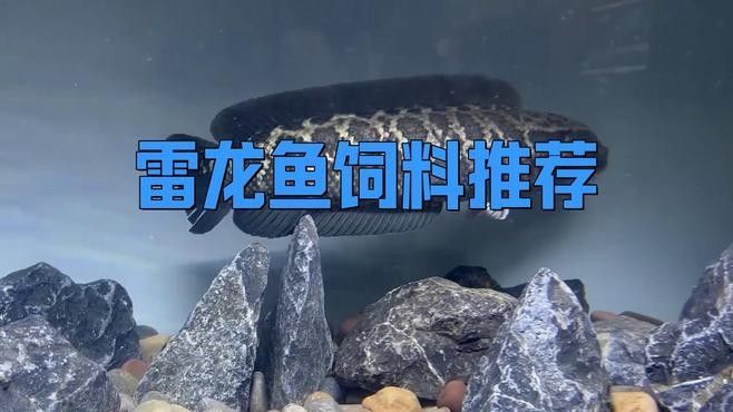 如何選擇適合雷龍魚的增色飼料（雷龍魚喂養(yǎng)全攻略） 如何選擇適合雷龍魚的增色飼料（雷龍魚喂養(yǎng)全攻略） 龍魚百科 第8張