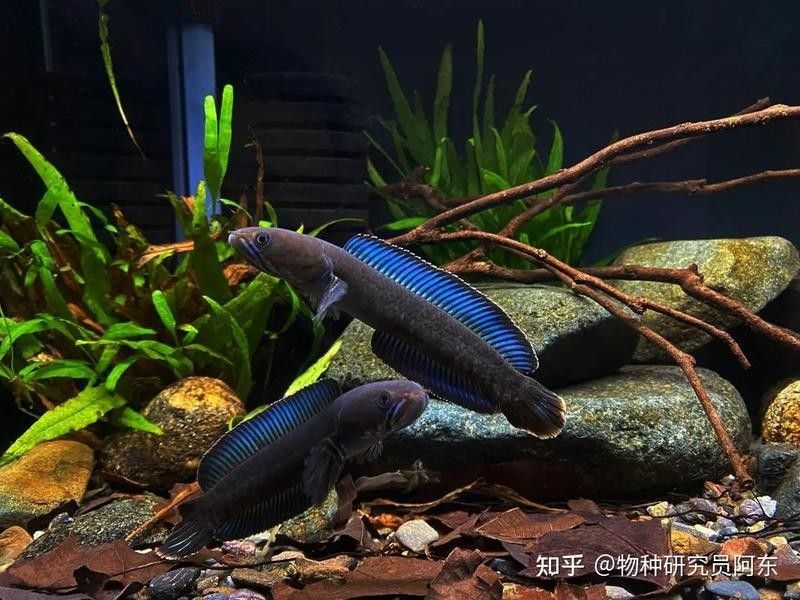 如何選擇適合雷龍魚的增色飼料（雷龍魚喂養(yǎng)全攻略） 如何選擇適合雷龍魚的增色飼料（雷龍魚喂養(yǎng)全攻略） 龍魚百科 第17張