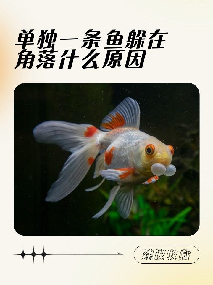 金龍魚躲在角落是生病了嗎（金龍魚躲在角落怎么辦）