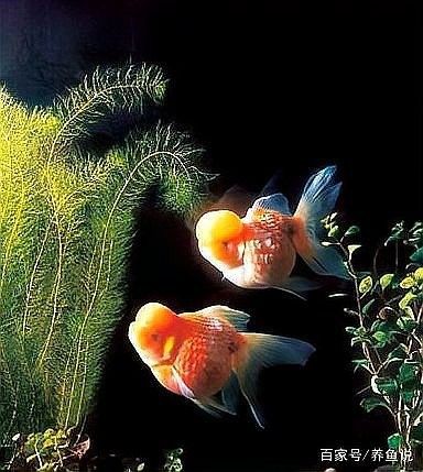 金龍魚躲在角落是生病了嗎（金龍魚躲在角落怎么辦）