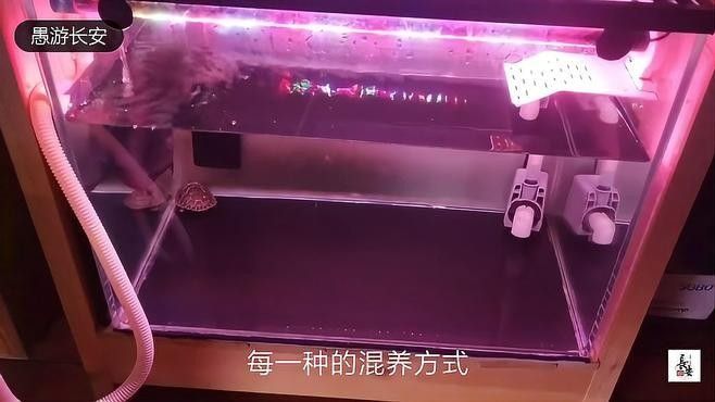 龍魚和羅漢混養(yǎng)有哪些成功案例（魚和羅漢混養(yǎng)的成功案例表明）