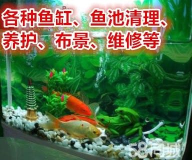歐泊龍魚缸的維修費用高嗎？（如何降低歐泊龍魚缸的維修費用？）