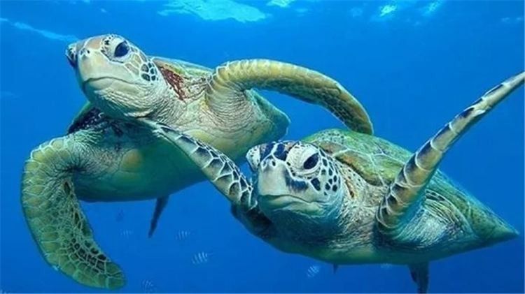 南通哪個水族館龍魚好？祥龍魚場龍魚（南通市祥龍魚場）