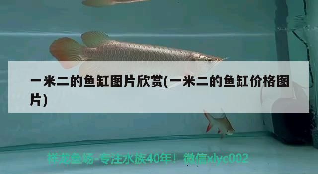 一米二的魚缸圖片欣賞(一米二的魚缸價格圖片)