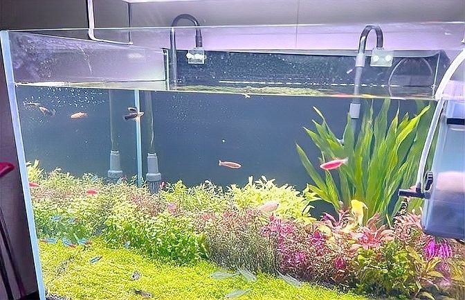 龍魚混養水草需要哪些特殊設備？（魚混養水草需要特殊的設備來確保水質的穩定和適宜）