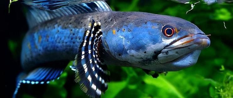 龍魚混養水草需要哪些特殊設備？（魚混養水草需要特殊的設備來確保水質的穩定和適宜）