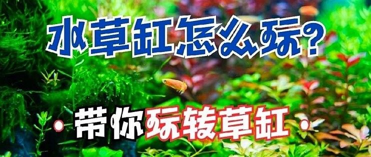 龍魚混養水草需要哪些特殊設備？（魚混養水草需要特殊的設備來確保水質的穩定和適宜）