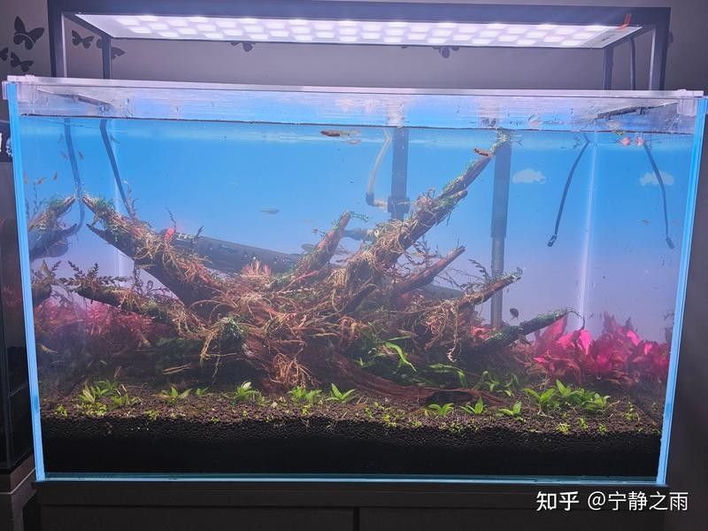 龍魚混養水草需要哪些特殊設備？（魚混養水草需要特殊的設備來確保水質的穩定和適宜）