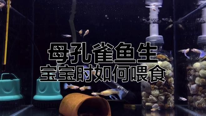 孔雀魚產后需要投喂什么食物（孔雀魚產后需要投喂哪些食物）