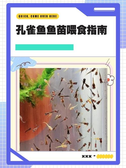 孔雀魚產后需要投喂什么食物（孔雀魚產后需要投喂哪些食物）