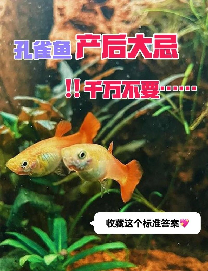 孔雀魚產后需要投喂什么食物（孔雀魚產后需要投喂哪些食物）