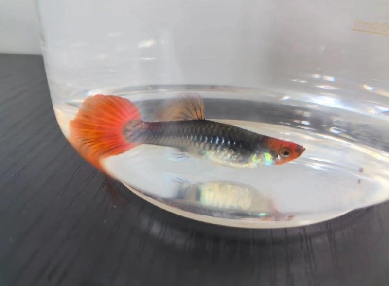 孔雀魚產后需要投喂什么食物（孔雀魚產后需要投喂哪些食物）