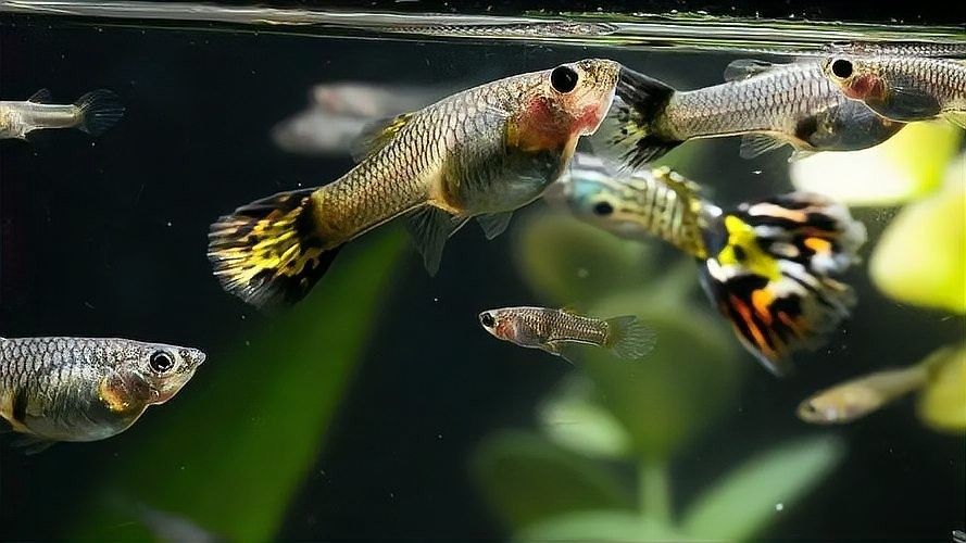 孔雀魚產后需要投喂什么食物（孔雀魚產后需要投喂哪些食物）