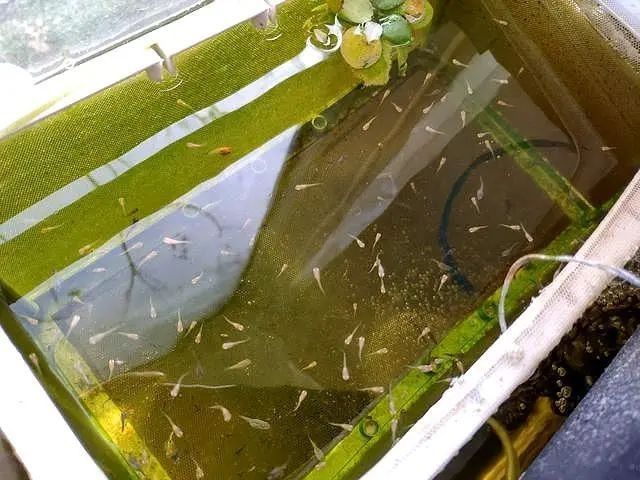 孔雀魚產后需要投喂什么食物（孔雀魚產后需要投喂哪些食物）