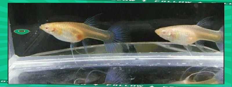 孔雀魚產后需要投喂什么食物（孔雀魚產后需要投喂哪些食物）