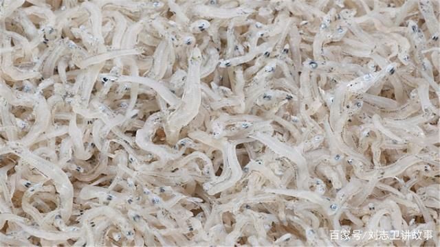 銀古魚苗養殖水質要求：養殖銀古魚苗所需的水質條件和維持方法