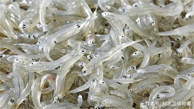 銀古魚苗養殖水質要求：養殖銀古魚苗所需的水質條件和維持方法