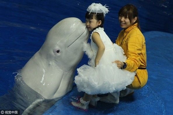 石樓哪個水族館龍魚好？祥龍魚場龍魚 石樓哪個水族館龍魚好？祥龍魚場龍魚 龍魚百科 第8張