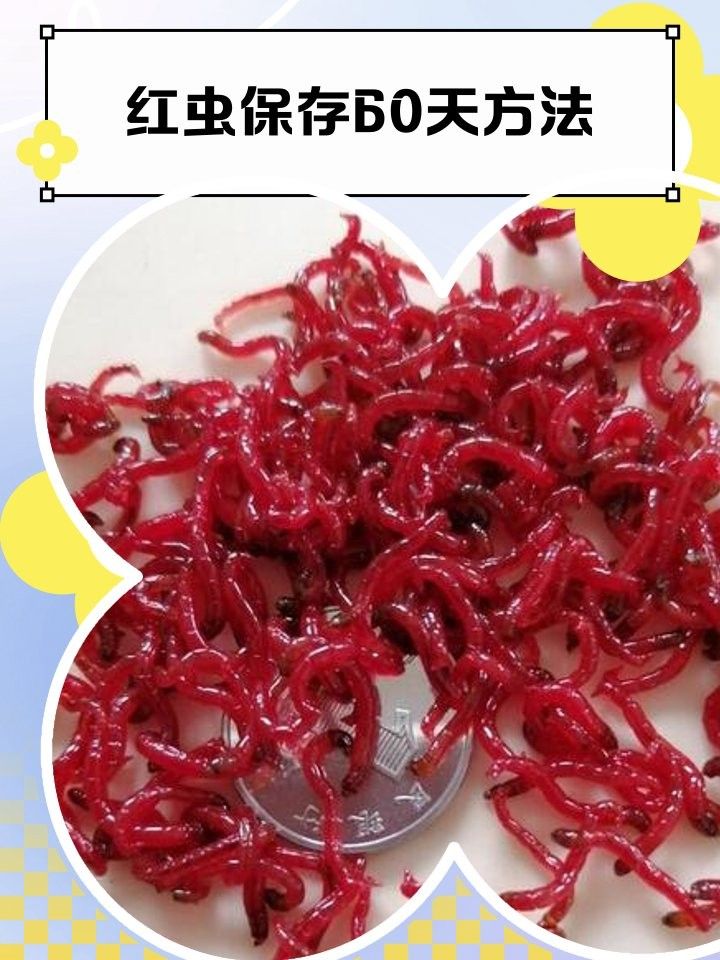 冷凍豐年蝦和紅蟲能保存多久？（冷凍豐年蝦和紅蟲的保存方式） 冷凍豐年蝦和紅蟲能保存多久？（冷凍豐年蝦和紅蟲的保存方式） 龍魚百科 第6張