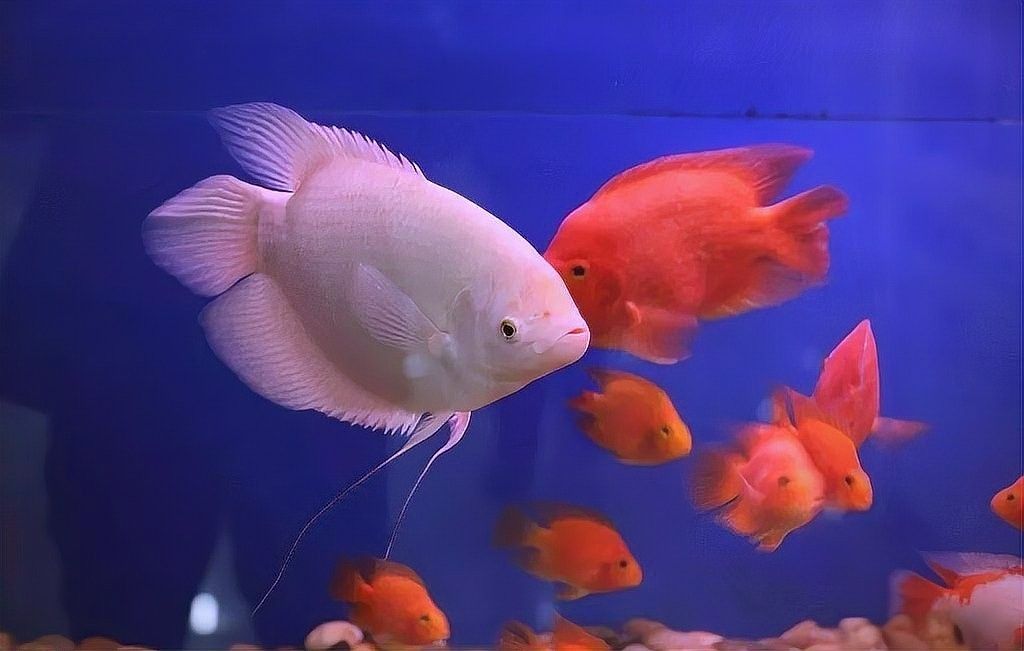 冷凍豐年蝦和紅蟲能保存多久？（冷凍豐年蝦和紅蟲的保存方式） 冷凍豐年蝦和紅蟲能保存多久？（冷凍豐年蝦和紅蟲的保存方式） 龍魚百科 第7張
