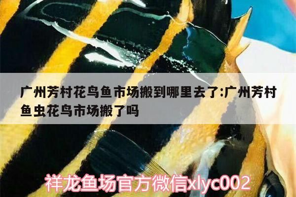 廣州芳村花鳥魚市場搬到哪里去了:廣州芳村魚蟲花鳥市場搬了嗎 廣州芳村花鳥魚市場搬到哪里去了:廣州芳村魚蟲花鳥市場搬了嗎 觀賞魚百科