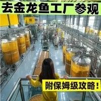 金龍魚體驗館是否收費？（金龍魚體驗館是否收費） 金龍魚體驗館是否收費？（金龍魚體驗館是否收費） 龍魚百科 第5張