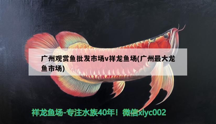 廣州觀賞魚批發市場v祥龍魚場(廣州最大龍魚市場)
