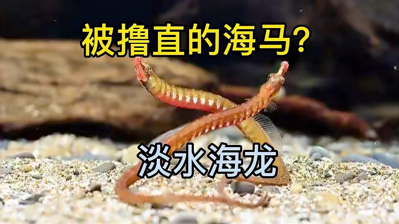 淡水海龍魚能長多大？ 淡水海龍魚能長多大？ 龍魚百科 第1張