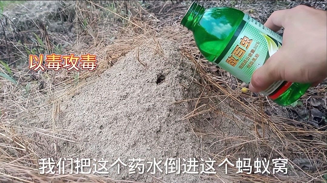如何正確使用敵百蟲溶液？