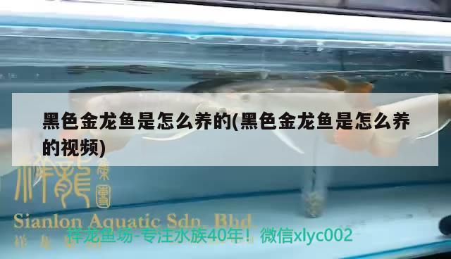 魚缸養殖魚的品種圖片大全視頻（魚缸養殖魚的品種圖片大全視頻教程）