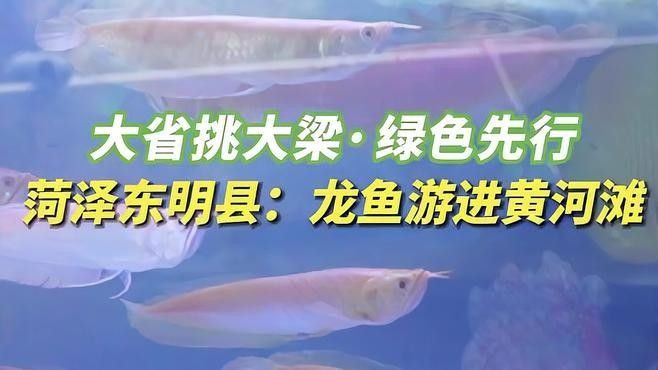 銀龍魚潰爛后如何護理,銀龍魚潰爛后可以喂食哪些食物銀龍魚潰爛后多久能恢復 龍魚百科 第1張 銀龍魚潰爛后如何護理,銀龍魚潰爛后可以喂食哪些食物銀龍魚潰爛后多久能恢復 銀龍魚潰爛后如何護理,銀龍魚潰爛后可以喂食哪些食物銀龍魚潰爛后多久能恢復 龍魚百科 第1張
