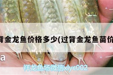 高背金龍魚價格多少(過背金龍魚苗價格)