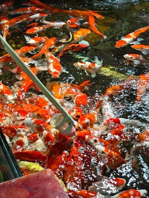 北京龍魚漁場哪家口碑最好？（北京龍魚漁場哪家口碑最好）
