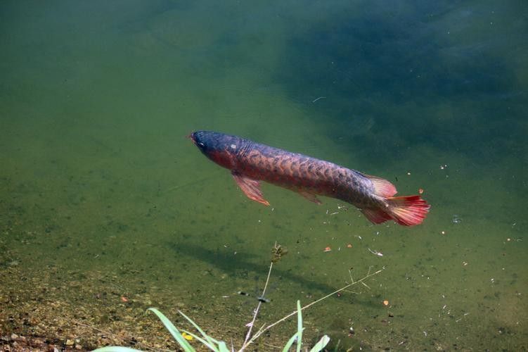 北京龍魚漁場哪家口碑最好？（北京龍魚漁場哪家口碑最好）
