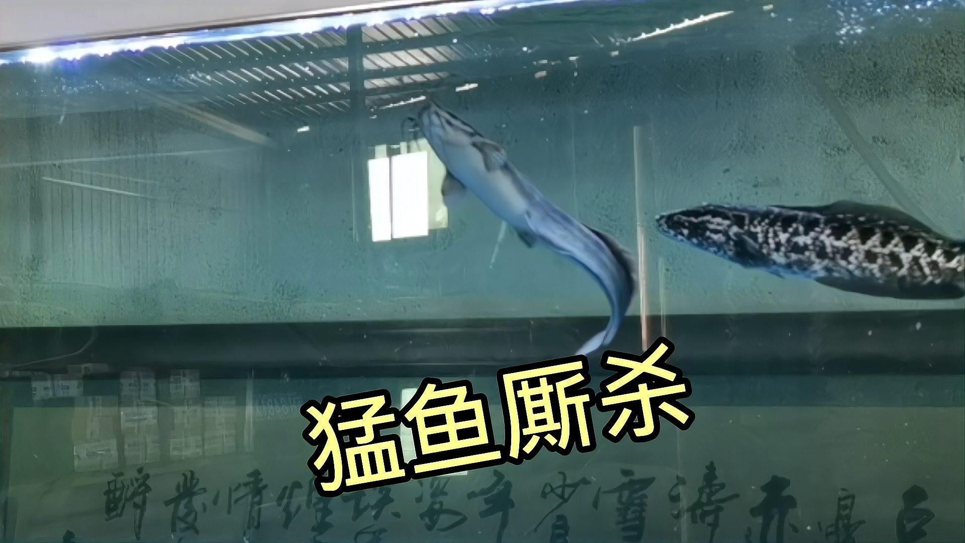 雷龍魚打架會持續多久（雷龍魚之間的爭斗持續時間）