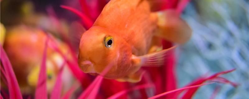 雷龍魚打架會持續多久（雷龍魚之間的爭斗持續時間）