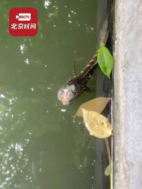 沈陽(yáng)最大的花鳥魚蟲市場(chǎng)在哪個(gè)市場(chǎng)是哪個(gè)花鳥魚蟲市場(chǎng)在哪，沈陽(yáng)市觀賞魚批發(fā)市場(chǎng) 沈陽(yáng)最大的花鳥魚蟲市場(chǎng)在哪個(gè)市場(chǎng)是哪個(gè)花鳥魚蟲市場(chǎng)在哪，沈陽(yáng)市觀賞魚批發(fā)市場(chǎng) 觀賞魚百科 第1張