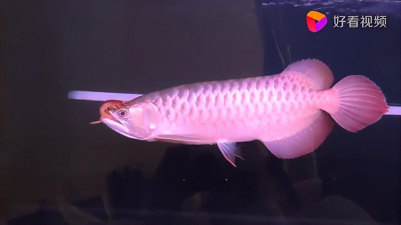 金龍魚吃蛇的視頻有嗎（關于金龍魚吃蛇的視頻資源）