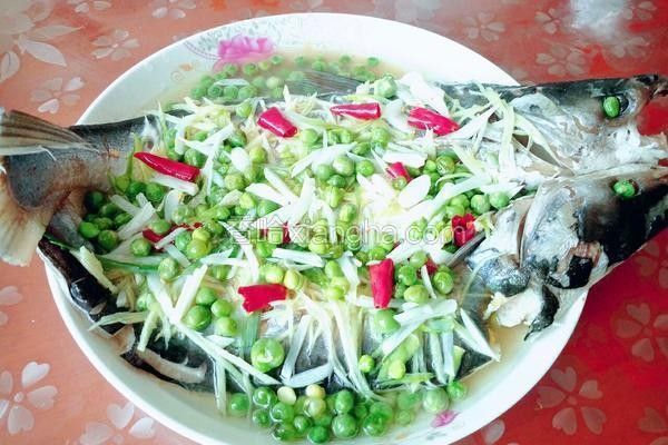 如何保存和烹飪刺海龍 如何保存和烹飪刺海龍 龍魚百科 第4張