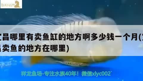 宜昌哪里有賣魚缸的地方啊多少錢一個月(宜昌賣魚的地方在哪里) 宜昌哪里有賣魚缸的地方啊多少錢一個月(宜昌賣魚的地方在哪里) 觀賞魚百科