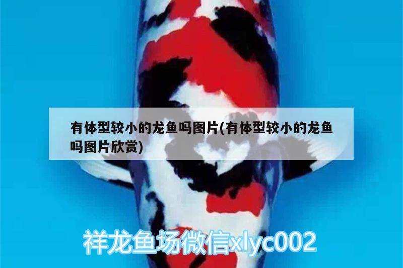 有體型較小的龍魚(yú)嗎圖片(有體型較小的龍魚(yú)嗎圖片欣賞)