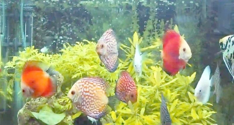 龍魚浮水面呼吸急促（觀賞魚呼吸急促觀賞魚呼吸急促的原因及解決方法及解決方法）