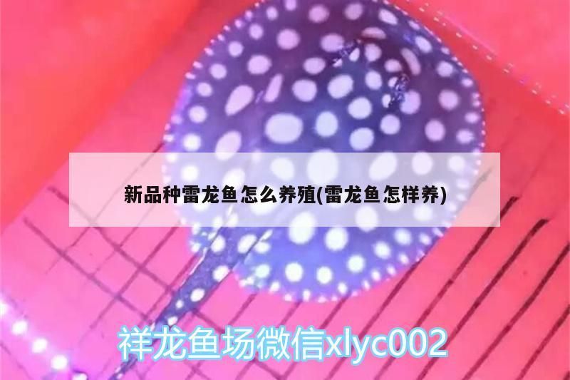 新品種雷龍魚怎么養殖(雷龍魚怎樣養) 新品種雷龍魚怎么養殖(雷龍魚怎樣養) 觀賞魚百科