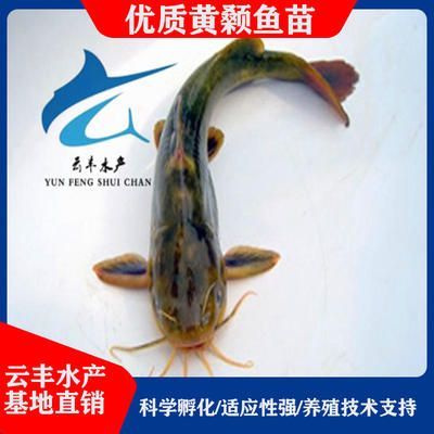 廣東觀賞魚養殖基地(廣東觀賞魚養殖基地大全) 觀賞魚百科 第1張 廣東觀賞魚養殖基地(廣東觀賞魚養殖基地大全) 廣東觀賞魚養殖基地(廣東觀賞魚養殖基地大全) 觀賞魚百科 第1張