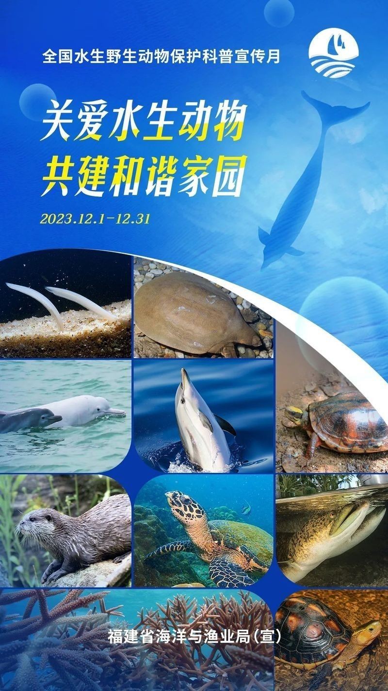 如何區分保護和非保護的海龍魚（最新版《國家重點保護野生動物】漲知識》） 如何區分保護和非保護的海龍魚（最新版《國家重點保護野生動物】漲知識》） 龍魚百科 第3張